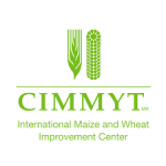 ABI Transform Coordinator, West and Central Africa at International Maize and Wheat Improvement Center (CIMMYT)